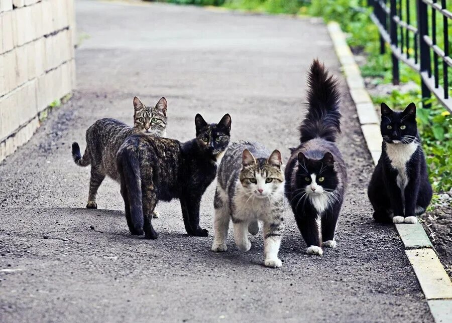 Группы про кошек. Уличный кот. Дворовые кошки. Стая котов. Уличная кошка.