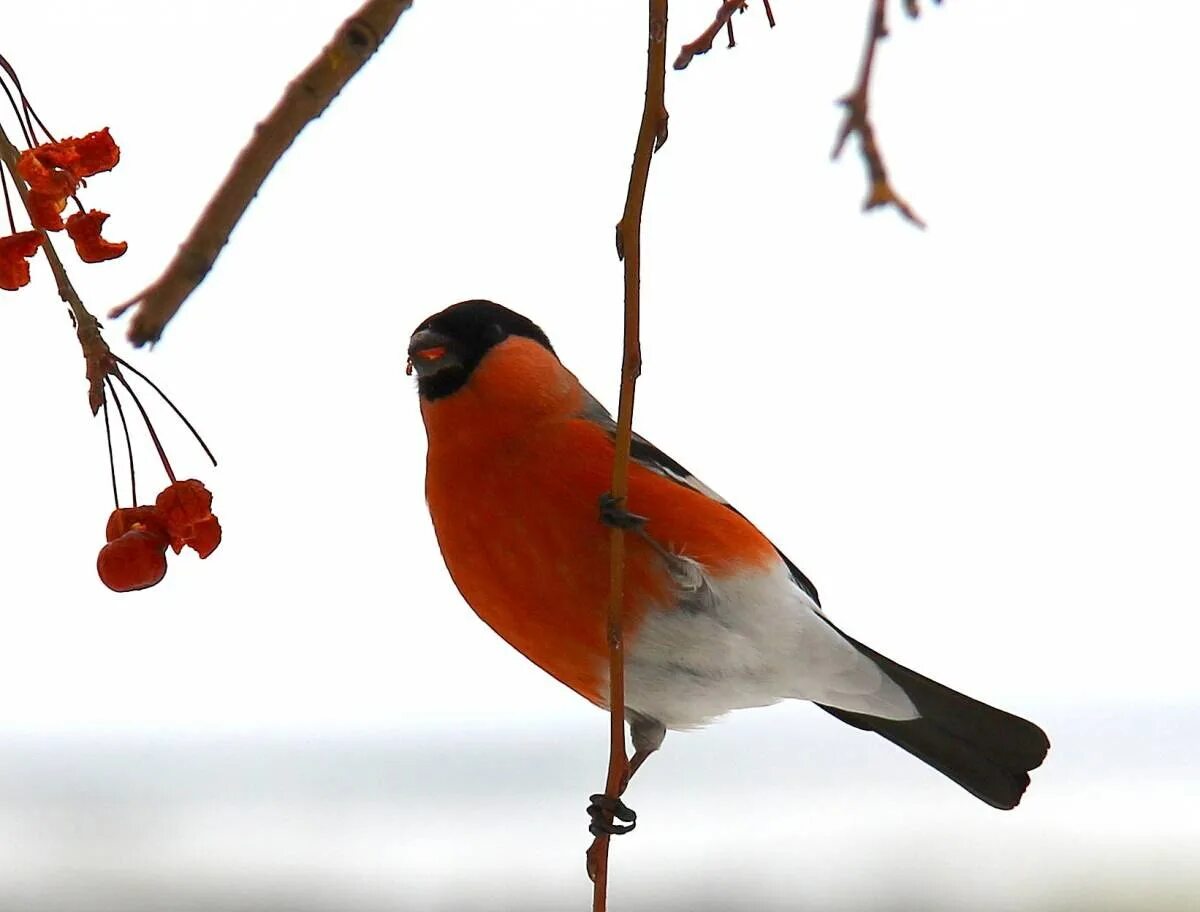Снегирь анфас. Снегирь фото. Птицы хмао снегирь. Снегирь полная. Красноголовый снегирь.