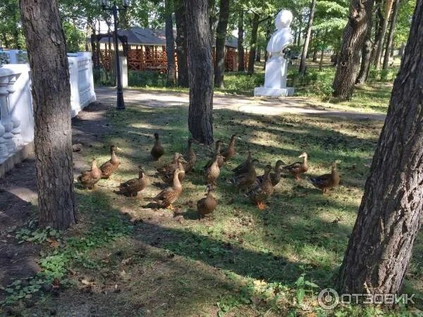 Лесовичок турбаза Воронеж. Лагерь Лесовичок Воронеж. Лесовичок база отдыха горный Алтай. Базы отдыха Воронеж Лесовичок.