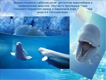 Где обитает океан