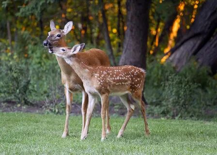 Doe