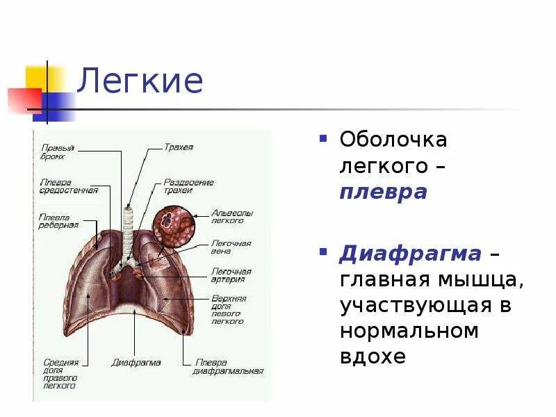 Плевра и диафрагма. Легкие оболочки. Плевра легкие диафрагма.