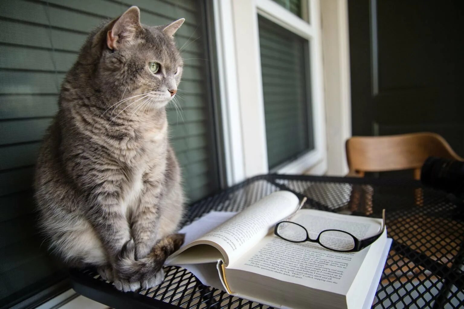 Умный котенок. Деловой кот. Умная кошечка. Умный кот в очках. Книги про кошек.