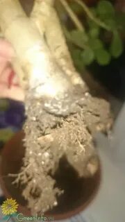 Денежное дерево сгнил корень