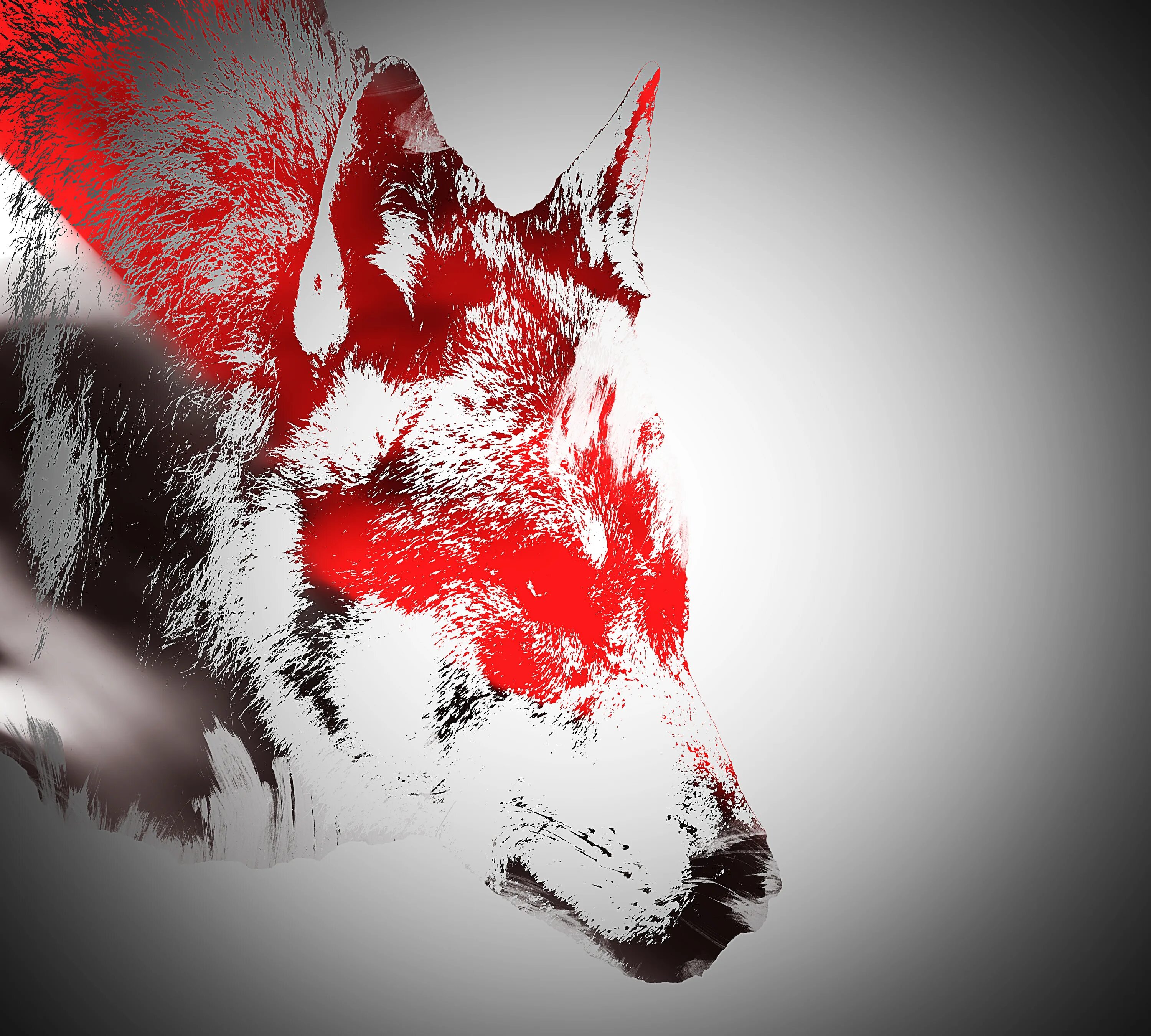 Ред вольф. Красно белый волк. Волк на Красном фоне. Волк на черном фоне.