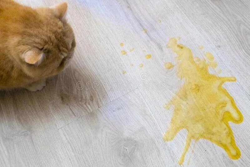 Кота стошнило желтой жидкостью. Кошка срыгивает желтую жидкость. Кот рыгнул желтой жидкостью.