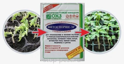 Фитоспорин перед посадкой в теплице