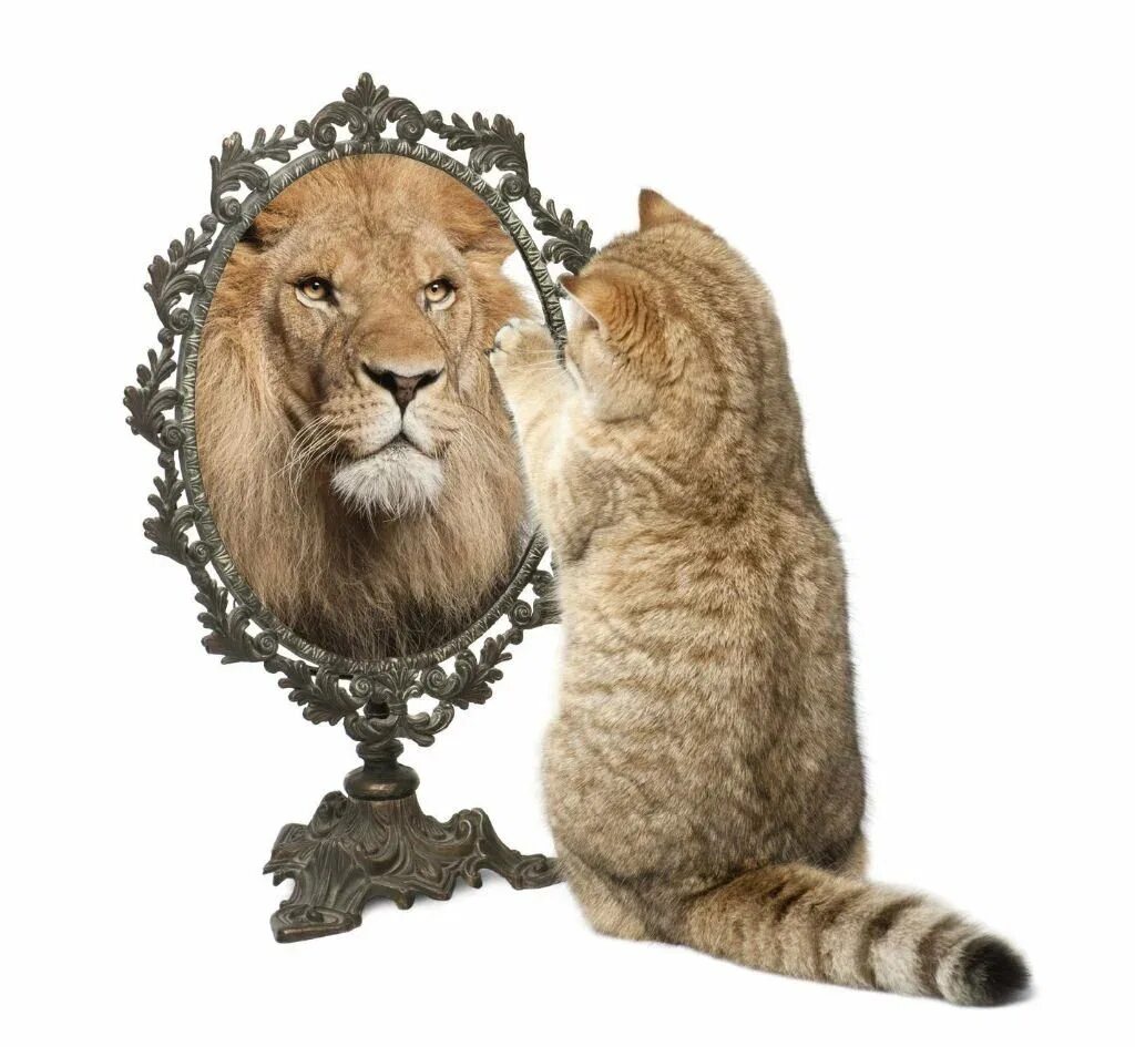Кот лев. Лев и кошка. Котенок в зеркале Лев. Котенок в отражении Лев.