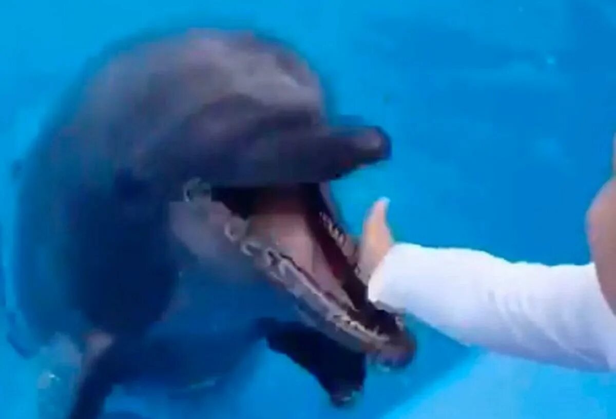 Есть ли дельфин людей. Нападение дельфинов на людей.