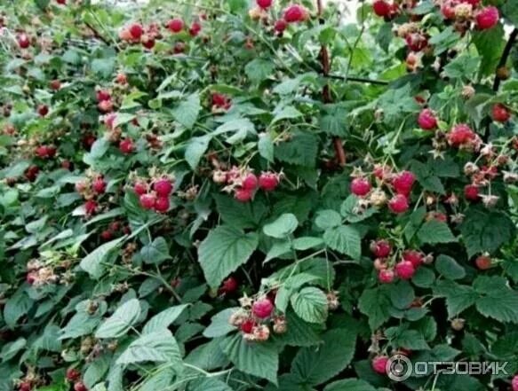 Саженцы малины Бабье лето, 10 шт. в упаковке в интернет-магазине VALLES.RU