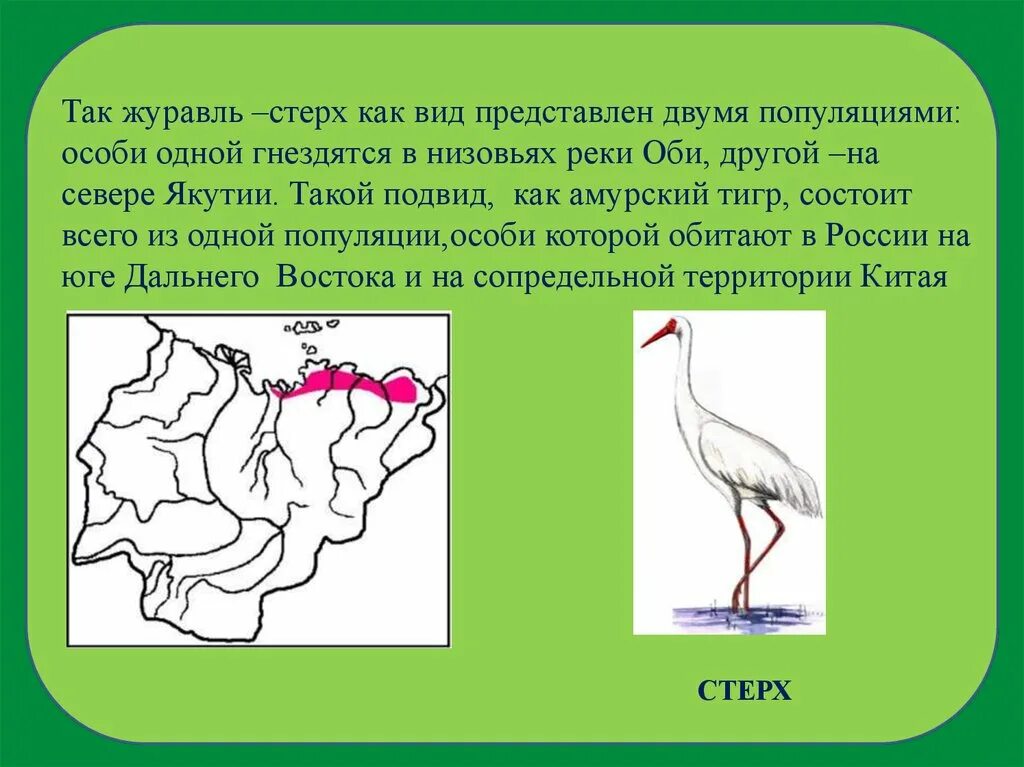 Популяции стерха. Стерх ареал. Стерх презентация.