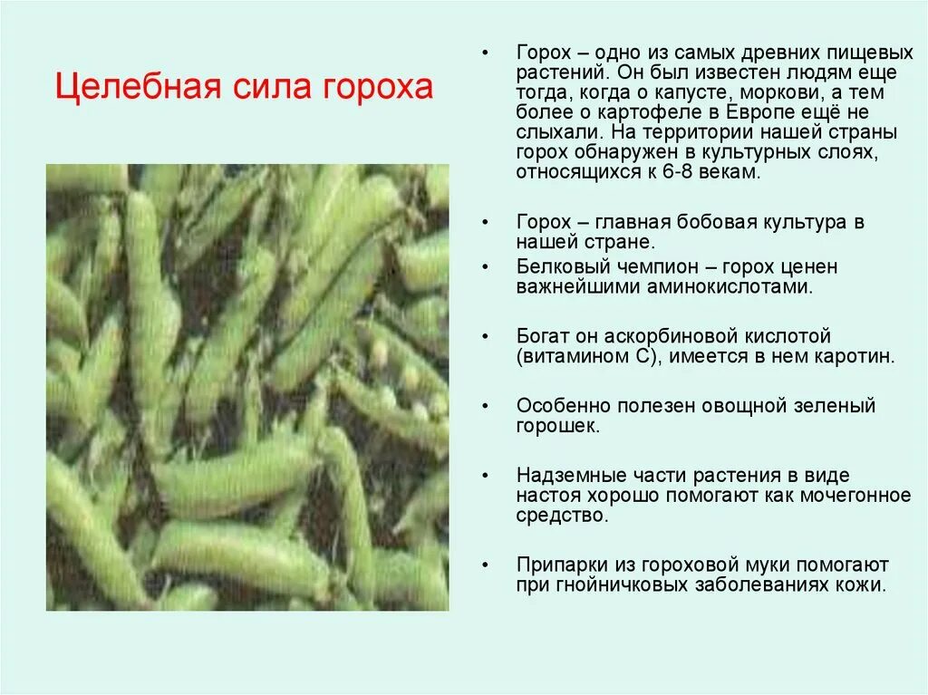 Горох значение. Полезные свойства гороха. польза гороха. чем полезен горох. горох питательные вещества.