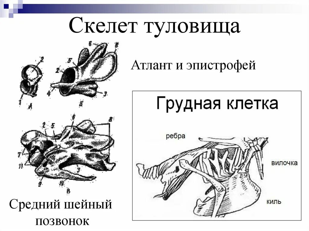 Грудные позвонки у птиц. Атлант и эпистрофей у птиц. Строение шейных позвонков птиц. Гетероцельный шейный позвонок птицы. Скелет птицы.