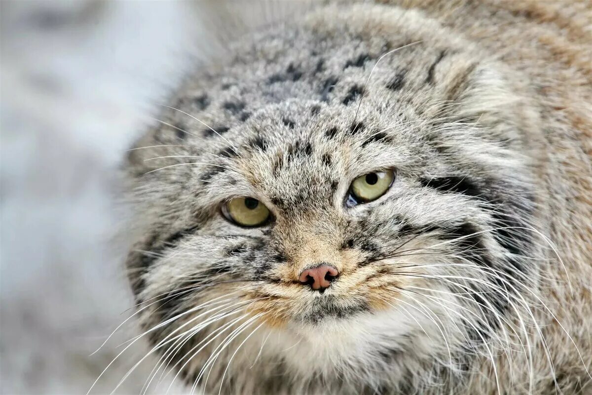 Кот Манул. Сибирский Манул. Лесной кот Манул. Манул (палласов кот). Плотность шерсти манула