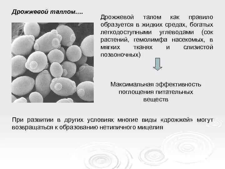 Тело пекарских дрожжей состоит из. Структура таллома у дрожжей. Дрожжеподобный таллом. Дрожжевой таллом. Дрожжи грибы строение.