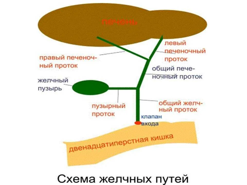 Работа печени и желчного. Схема строения желчных протоков. Схема оттока желчи. Внепеченочные желчные протоки схема. Схема путей оттока желчи желчевыводящих путей ЖВП.