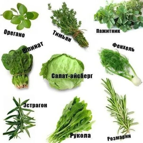Зелень для салатов названия. Съедобная зелень названия. Салатные листья названия. Трава для салата название. Зелень типы