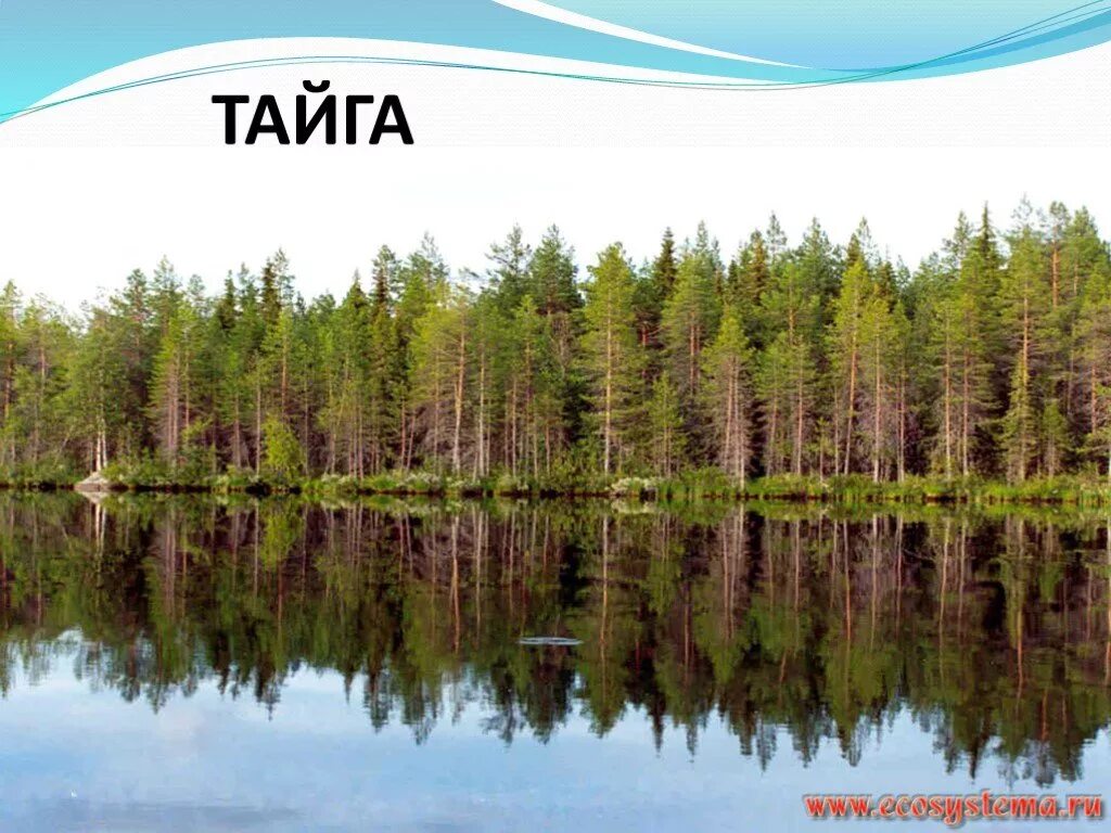 тайга деятельность человека 4 класс окружающий мир