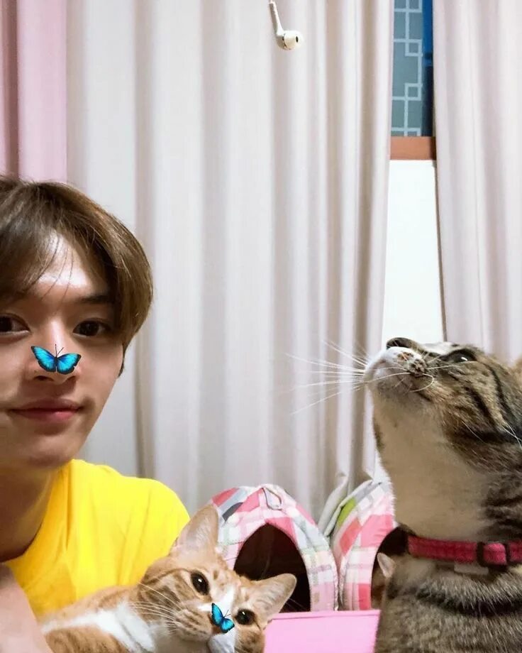 Кот кидс. Stray kids кошки минхо. дори кот минхо. дуни кот минхо. суни и дуни кошки минхо.