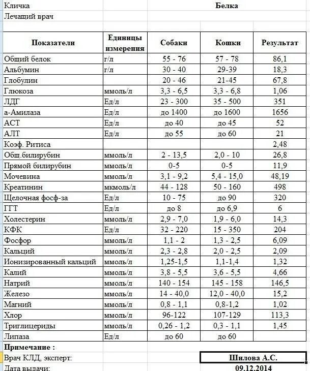 Сахар крови у кошки