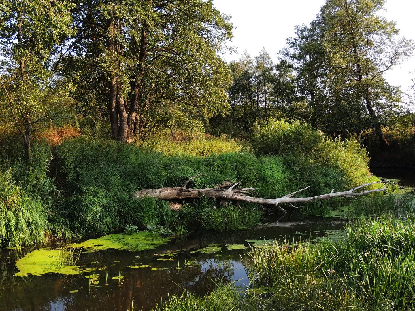 жд мост суходрев. река суходрев калужская. река суходрев полотняный завод рыбалка. станция суходрев калужская область. суходрев апрелевка.