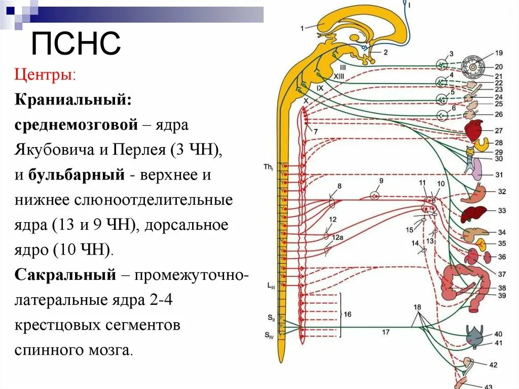 Краниальные парасимпатические ганглии. Ядра краниального отдела парасимпатической нервной системы. Сакральный отдел парасимпатической нервной системы. Центры ПСНС. Вегетативным является ядром