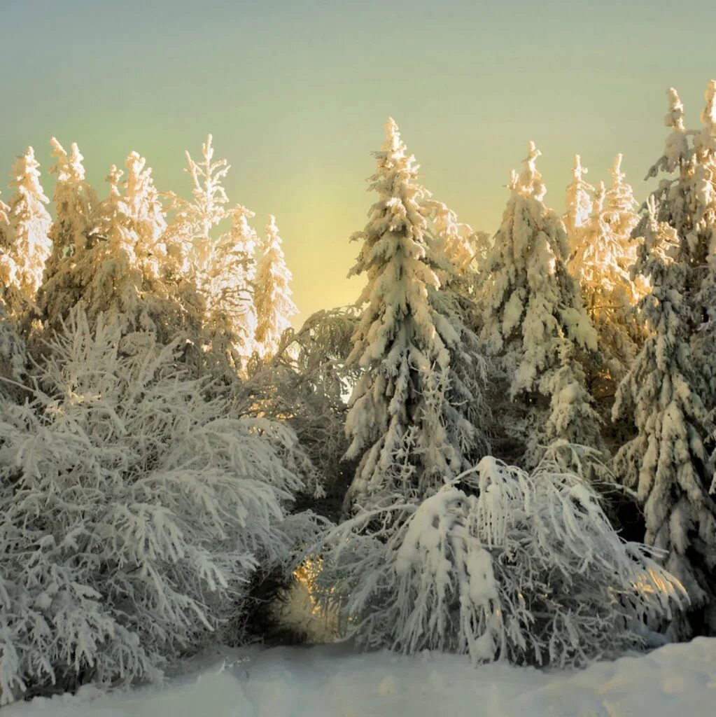 Красота зимнего леса. Зимний пейзаж. Красота зимы. Зимний лес красота. Ель в инее.