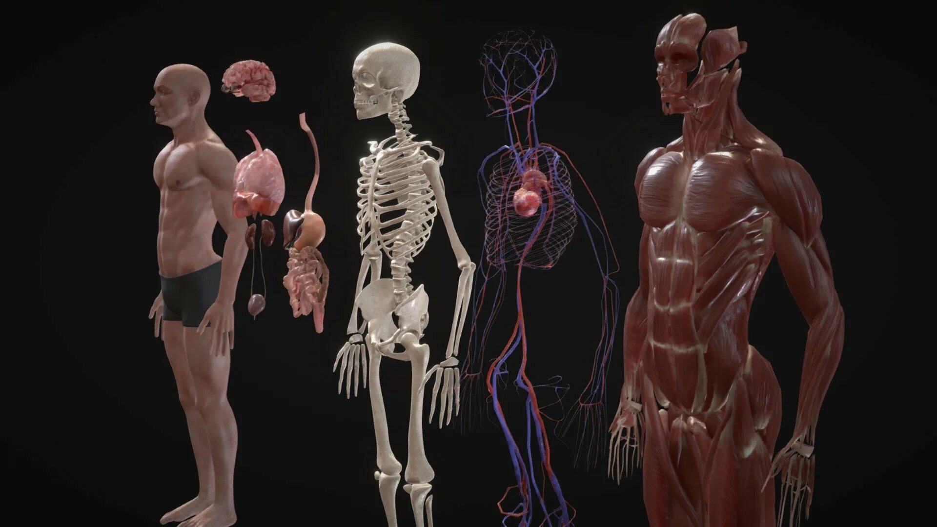 Human organs. ХЬЮМАН диджитал боди анатомия. Анатомическая модель человека 3d.