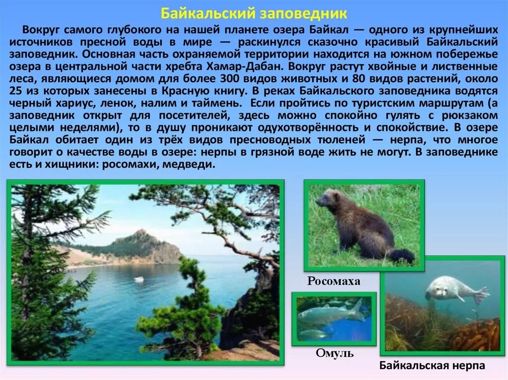 Байкальский заповедник 2 класс. Сообщение о заповеднике России Байкальский заповедник. Заповедники России доклад. Байкальский заповедник сообщение. Заповедники России Байкальский заповедник доклад.