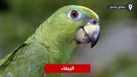 Как выглядит амазон