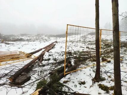 Погода в каменном бору