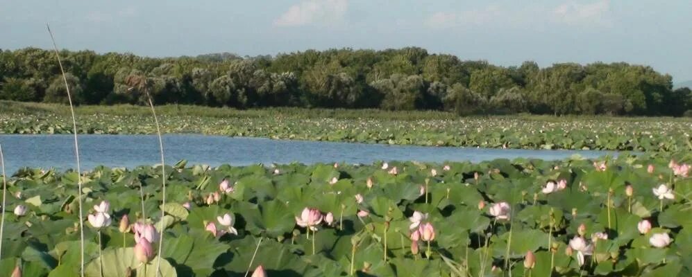 Село Кронштадтка Приморский край Спасский район. Село Татьяновка Спасского района Приморского края. Село Татьяновка Приморский край Спасский р-н. Село Чкаловское Приморский край Спасский район. Чкаловский район приморский край