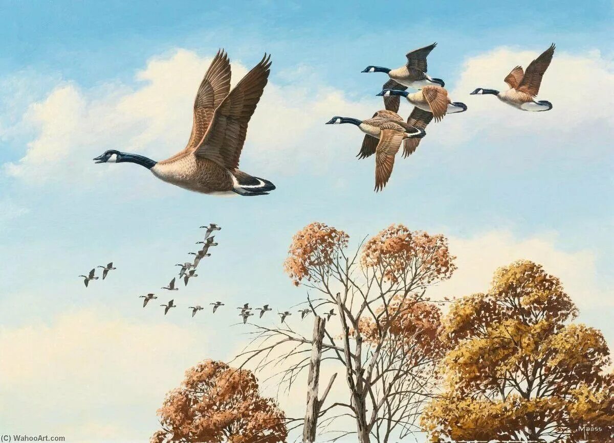Улетают птицами года. David Maass картины. Птицы улетают. Пролетающая птица. Птицы прилетели.