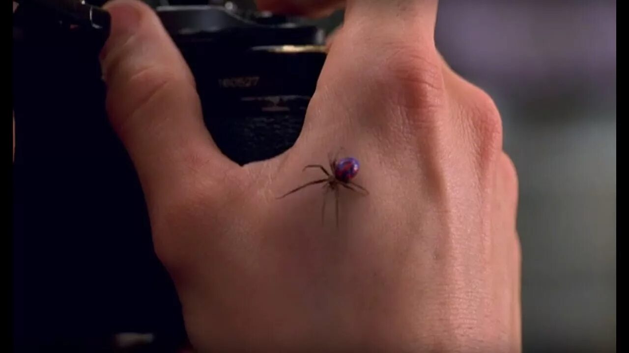 Скибиди человек паук. Человек паук 2002 укус паука. Паук который укусил Питера Паркера. Питер Паркер укус паука. Паук чёрная вдова укус.