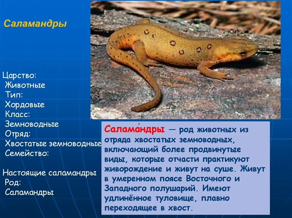 Огненная саламандра систематика. Саламандры классификация семейства саламандровых. Саламандра отряд хвостатые. Хвостатые земноводные саламандра.