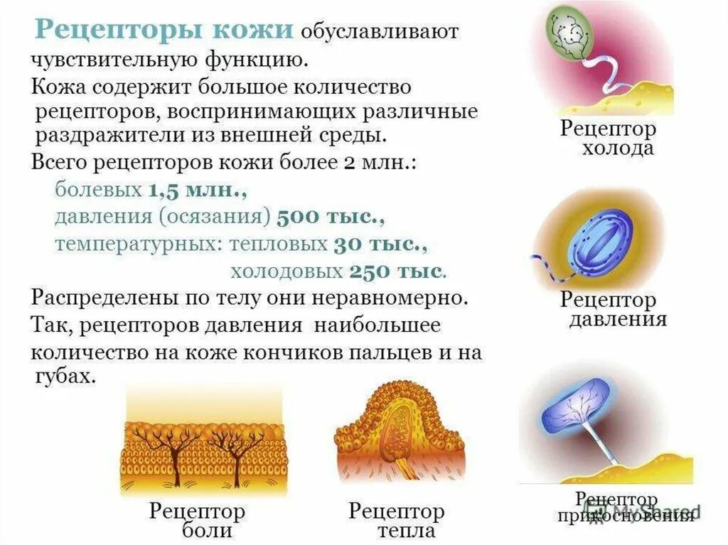 Рецепторы кожи выполняют функцию. Рецепторы кожи. Рецепторы кожи функции. Рецепторы кожи строение и функции. Рецепторы кожи воспринимают.