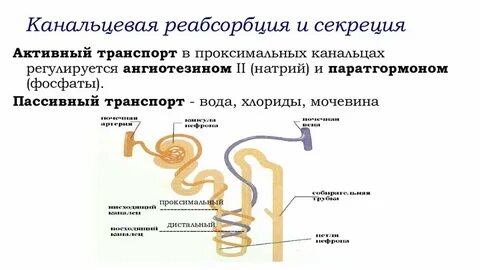 Реабсорбция и секреция