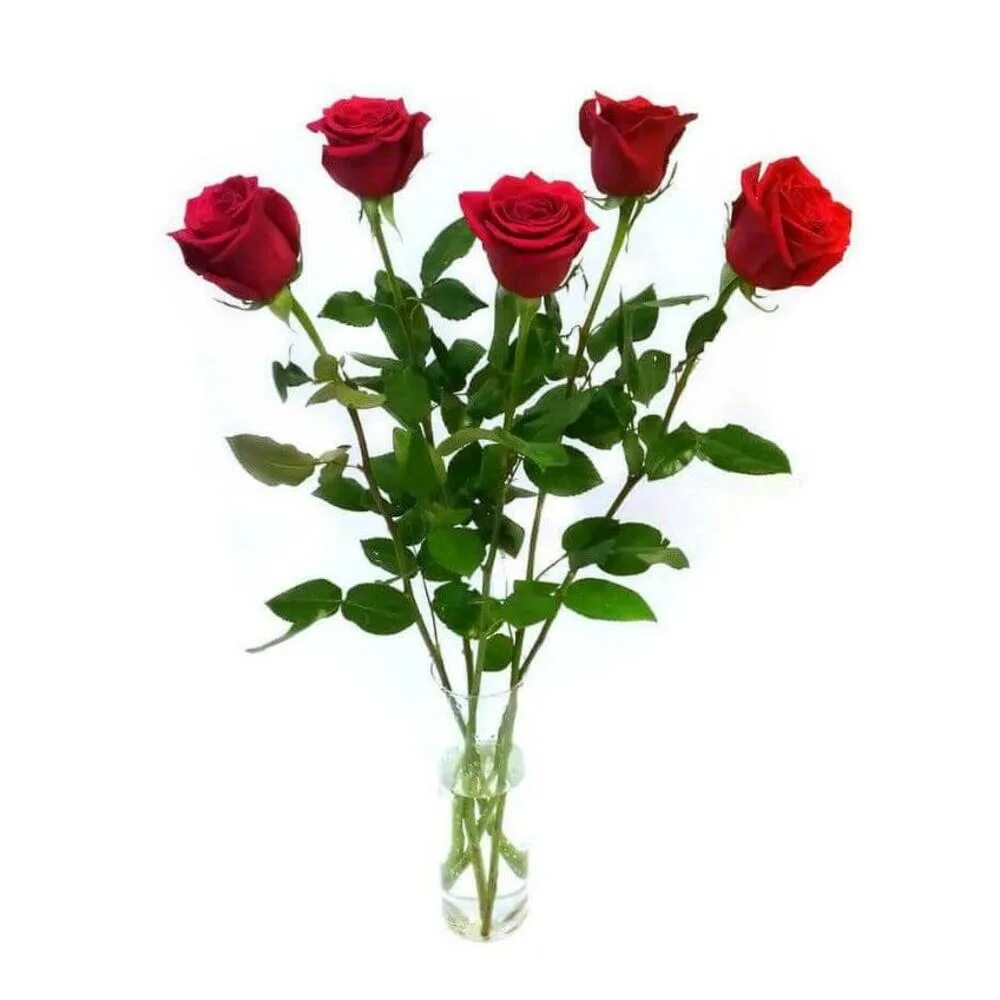 Розы пять штук. 5 Роз букет. Розы 5 штук. 5 Красных роз. Букет из пяти роз.