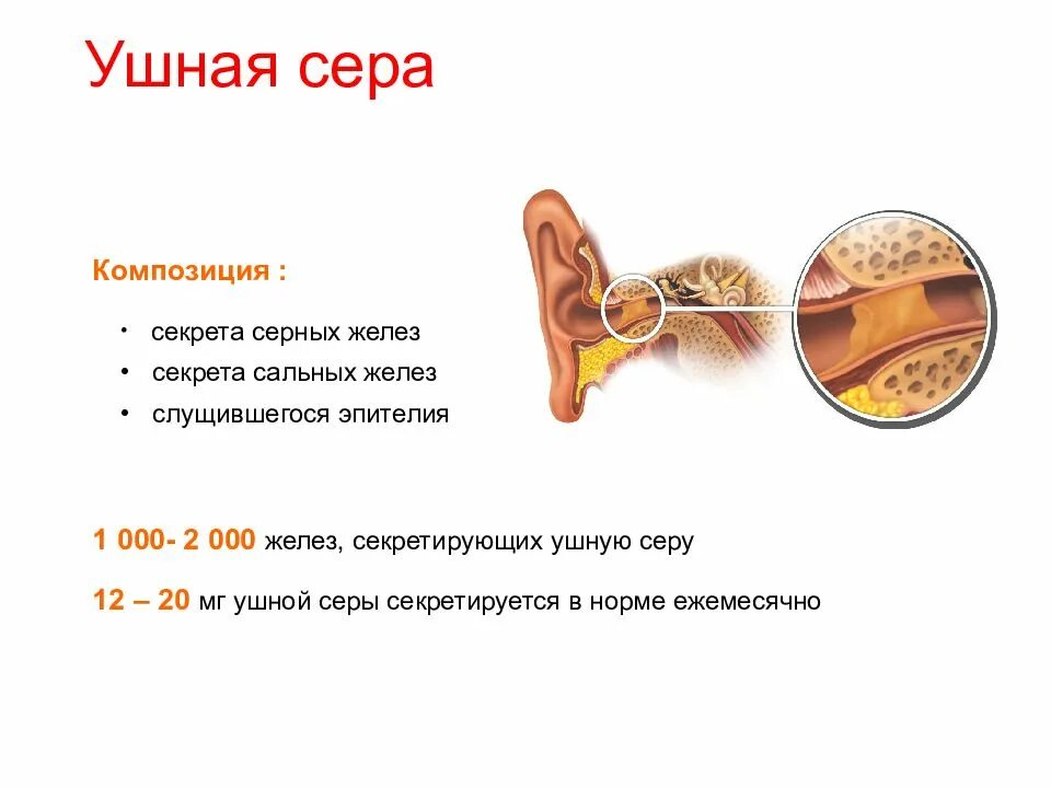 Почему возникает пробка в ухе. Строение уха человека серная пробка. Строение уха человека с серной пробкой. Ухо строение серная пробка. Строение уха человека сера.