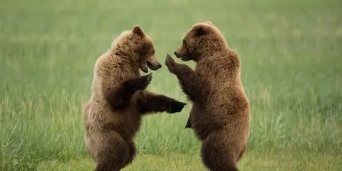 Last Frame: Dancing Bears. 