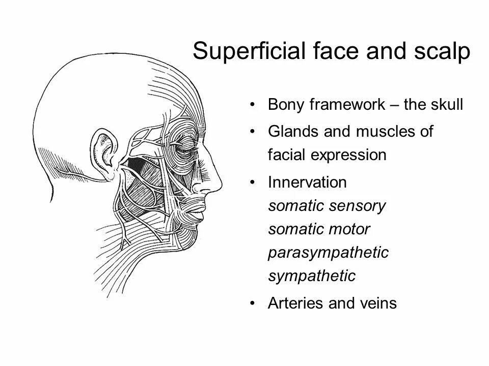 Scalp перевод. Scalp Perimeter muscles. Scalp layers. Scalp Normalizing.