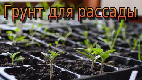 Выращенная рассада как пишется