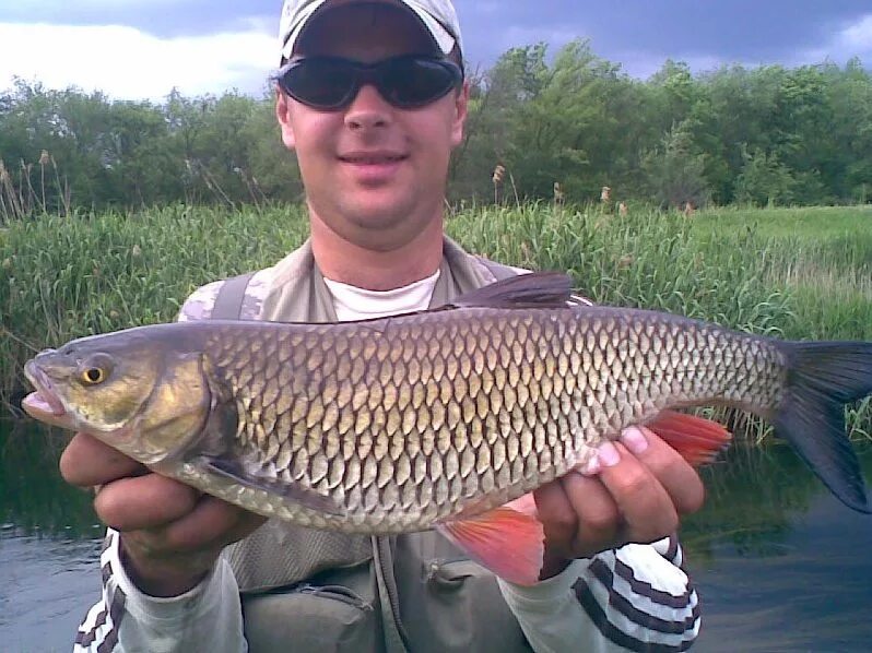плотва 1. елец рыба. уклейка гигант. елец обыкновенный. елец на спиннинг.