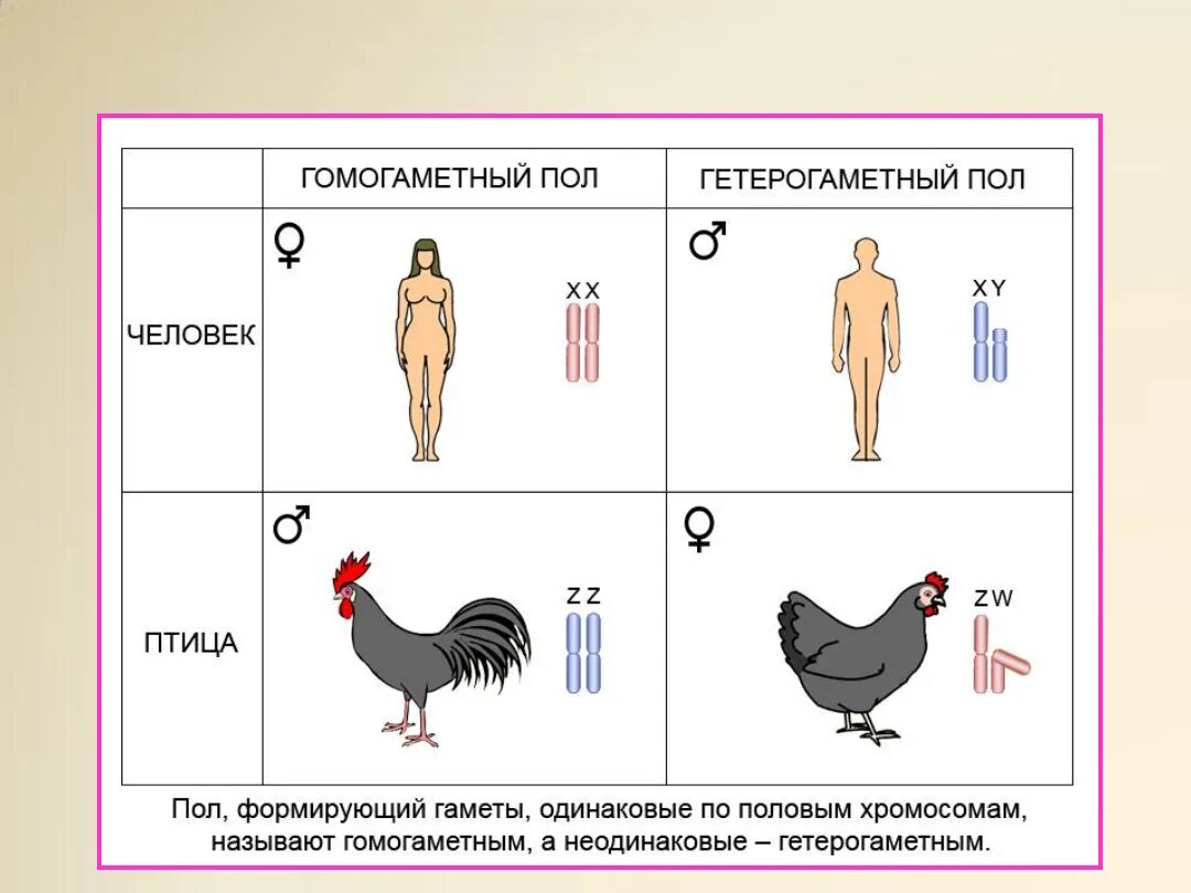 Сколько хромосом в гамете организма. Генетика пола и наследование сцепленное. Сцепленное наследование признаков генетика пола. Генетика пола, половые хромосомы. Определение пола у птиц генетика.