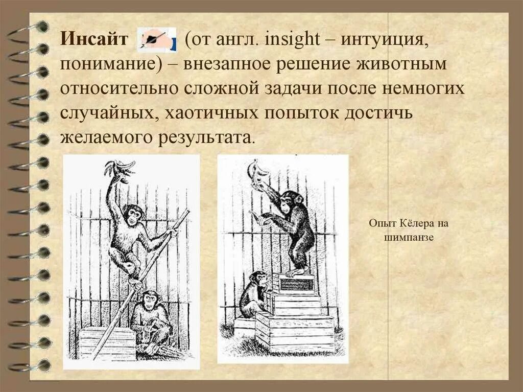 Инсайт суть. Инсайт в психологии. Инсайт это простыми словами. Инсайт для презентации. Инсайт физиология.