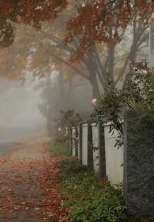 Осеннее утро в тумане
