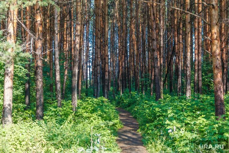 российское дерево года 2023. сосновый бор екатеринбург клиника неврозов. сосновский бор. сосновый лес екатеринбург. сосновый бор саратов лес.