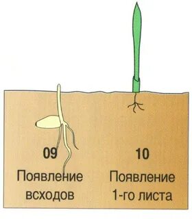 Стадия развития листа