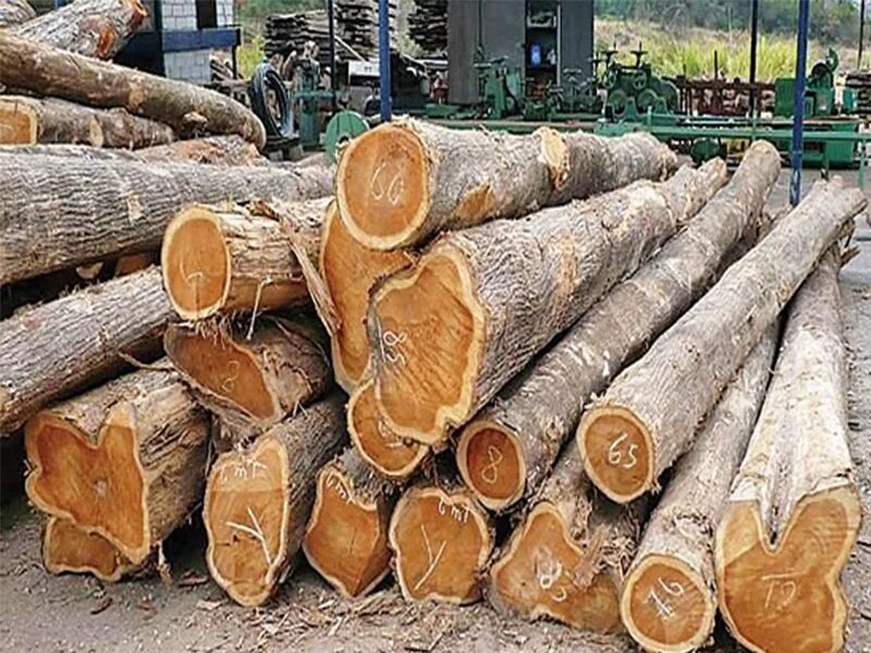 T me buy logs. Брёвен африканские деревья. Африканское дерево для бани. Афрормозия дерево. Тиковое дерево цена за куб.