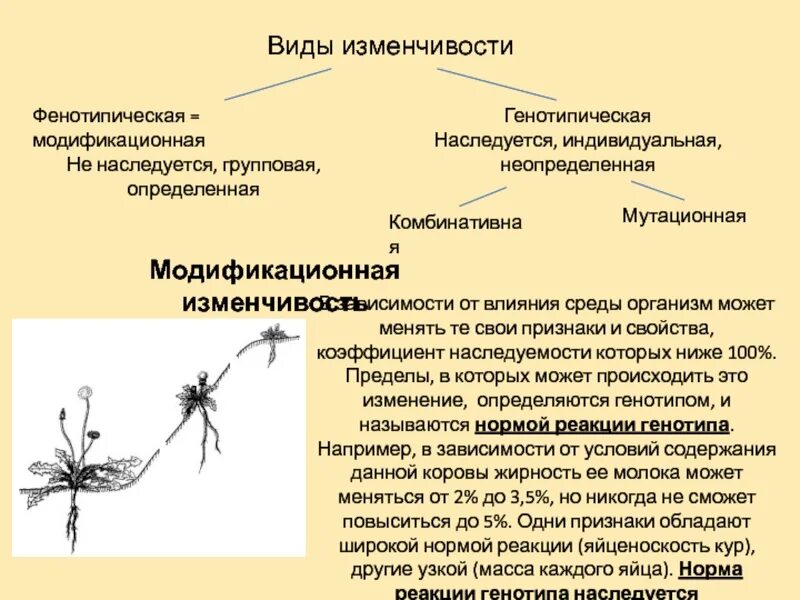 Пример явления иллюстрирующего изменчивость. Фенотипическая изменчивость модификации норма реакции. Типы изменчивости таблица. Модификационная изменчивость таблица. Типы модификационной изменчивости.